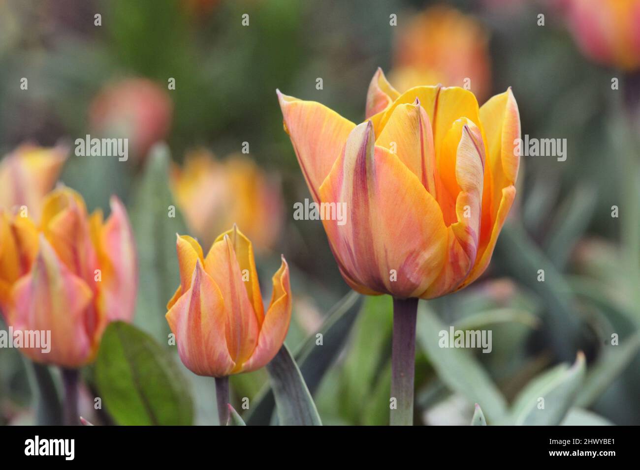 Orange and pale pink variegated tulip 'orange princess' in flower Stock Photo