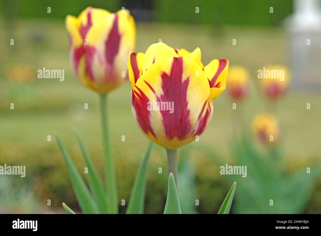 Rembrandt tulip helmar hires stock photography and images Alamy