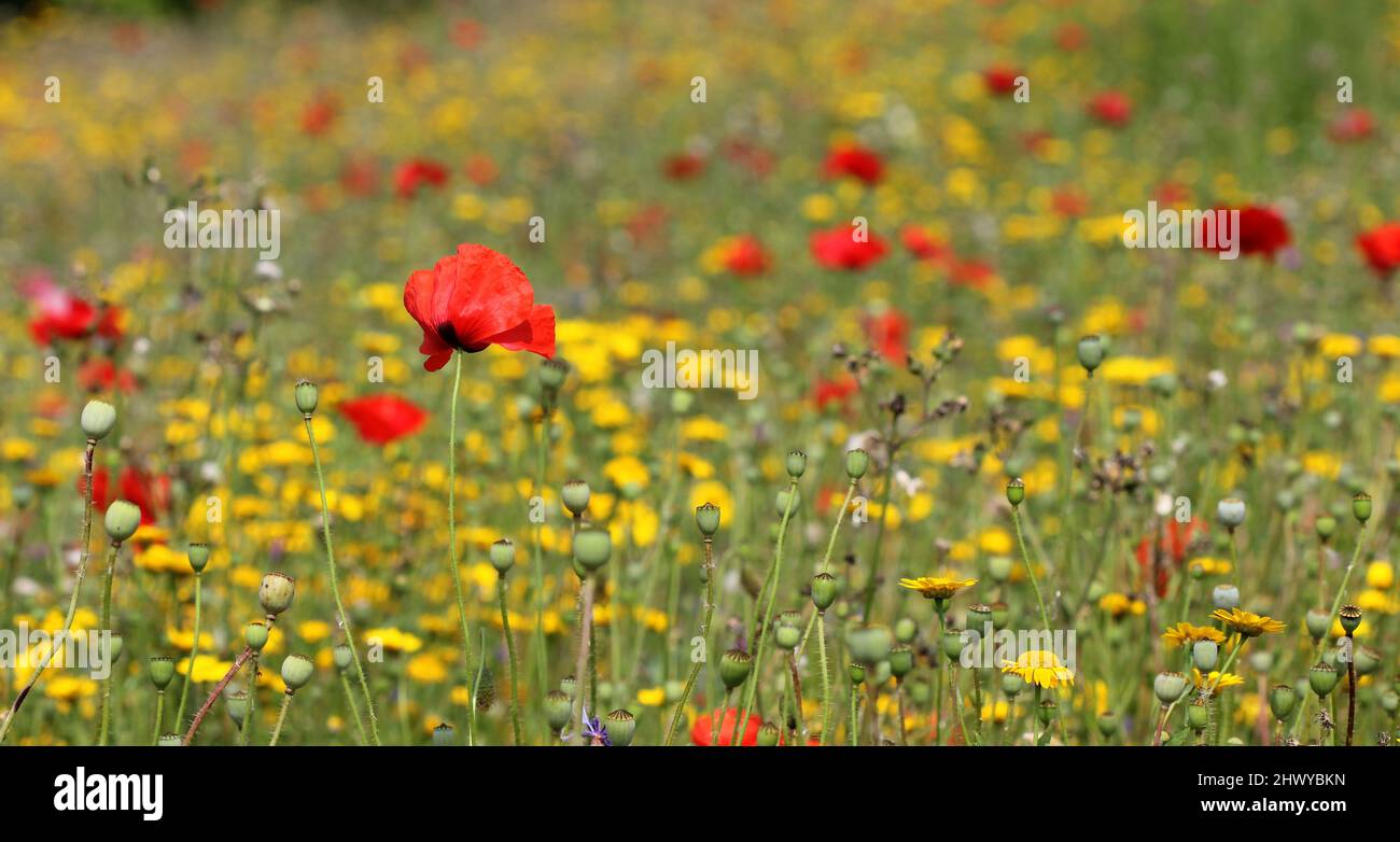 Wildflower norfolk england hi-res stock photography and images - Alamy