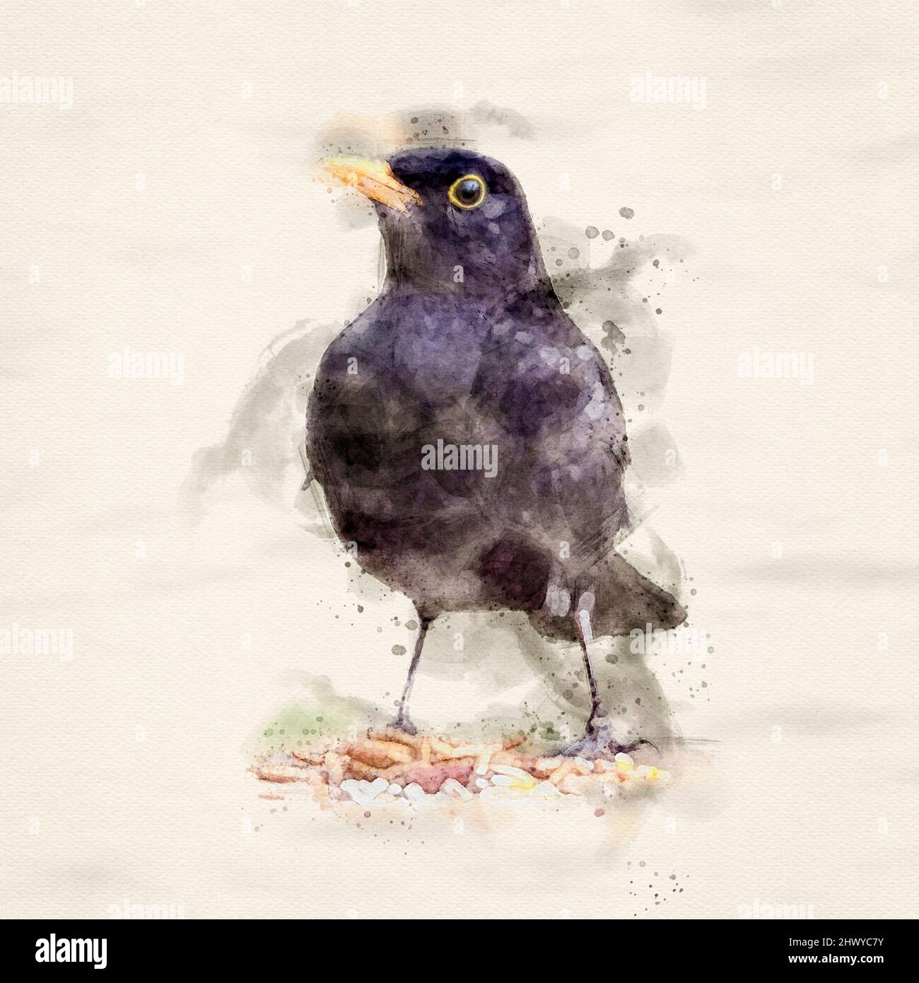 A watercolour effect Blackbird Stock Photo
