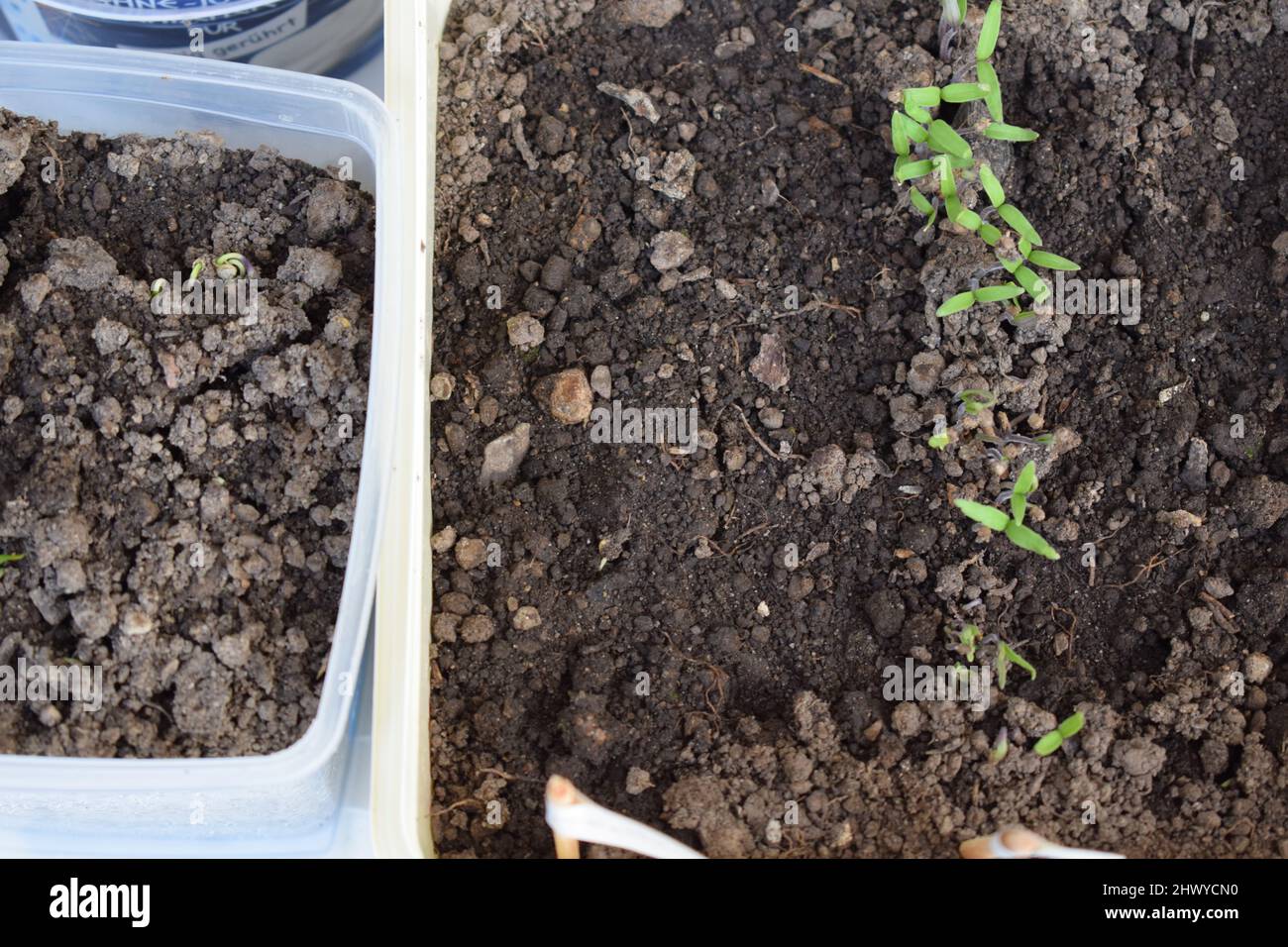 young plants growing in reused plastic pots Stock Photo - Alamy