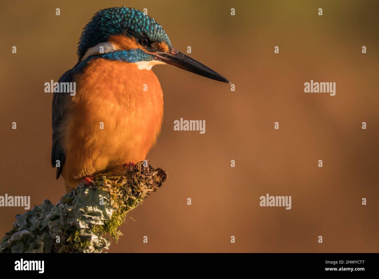 The common kingfisher (Alcedo atthis)the Eurasian kingfisher, and river kingfisher, is a small kingfisher with seven subspecies recognized within its Stock Photo