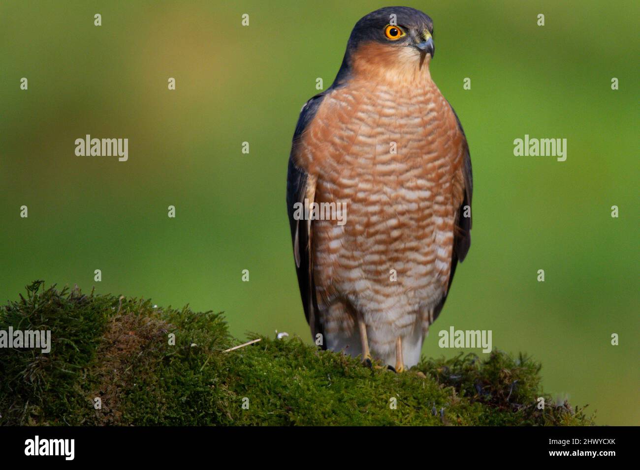 Bird of Prey - Sparrowhawk (Accipiter nisus), also known as the ...