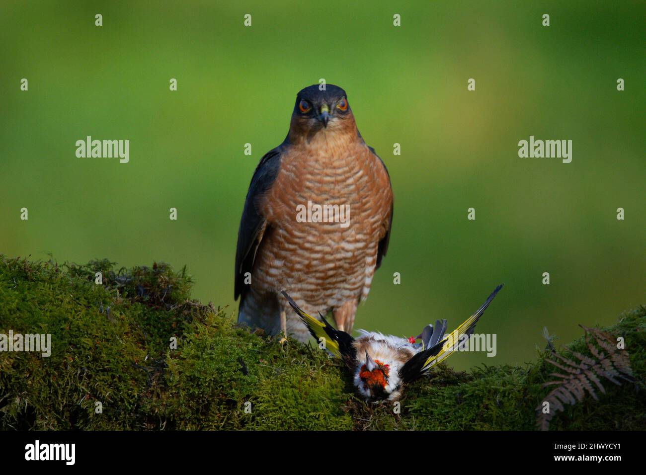 Bird of Prey - Sparrowhawk (Accipiter nisus), also known as the ...
