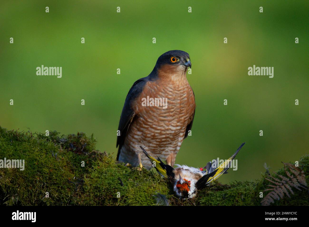 Bird of Prey - Sparrowhawk (Accipiter nisus), also known as the ...
