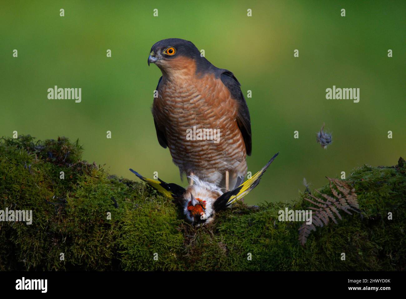 Bird of Prey - Sparrowhawk (Accipiter nisus), also known as the ...