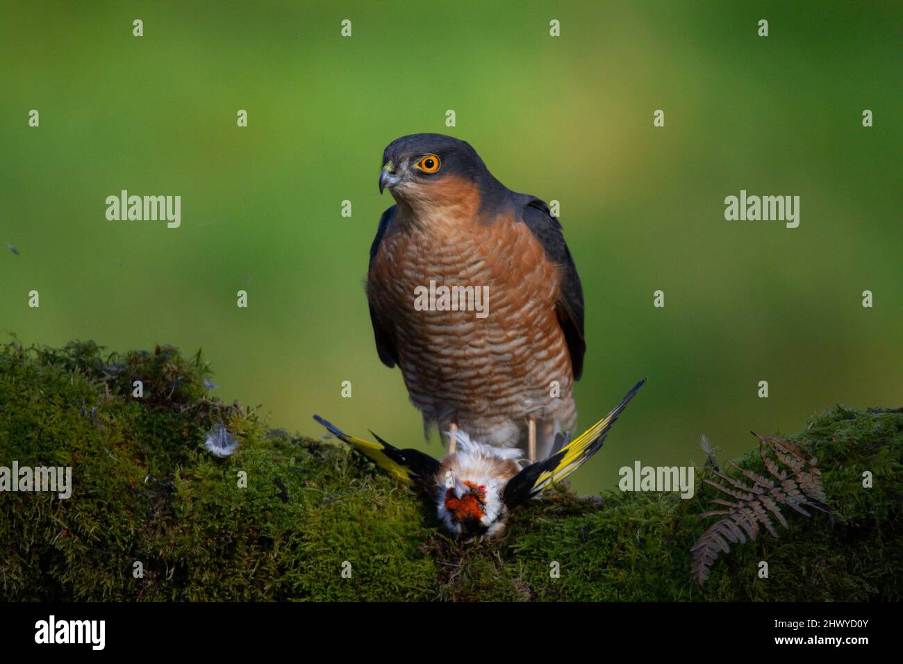 Bird of Prey - Sparrowhawk (Accipiter nisus), also known as the ...