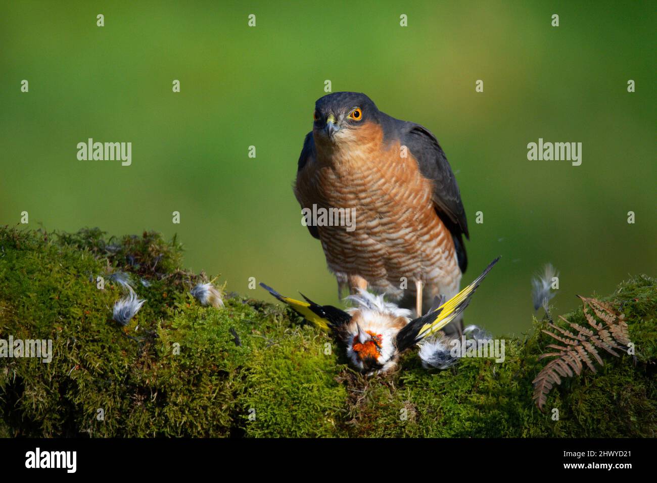 Bird of Prey - Sparrowhawk (Accipiter nisus), also known as the ...