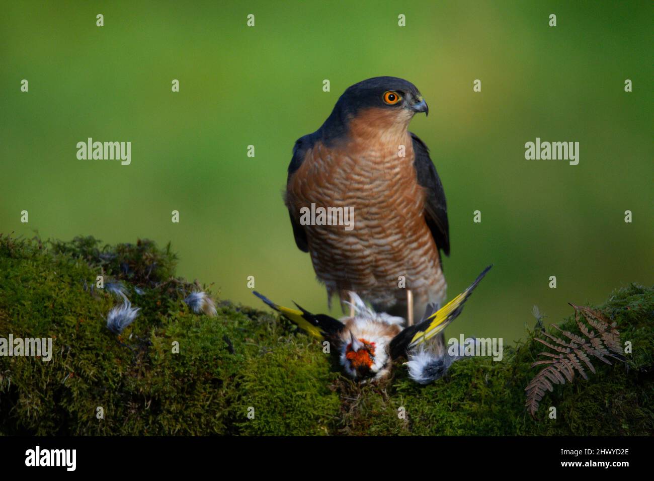 Bird of Prey - Sparrowhawk (Accipiter nisus), also known as the ...