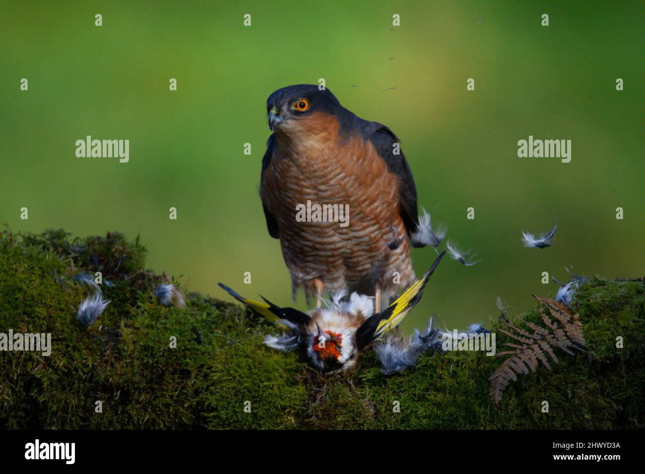 Bird of Prey - Sparrowhawk (Accipiter nisus), also known as the ...