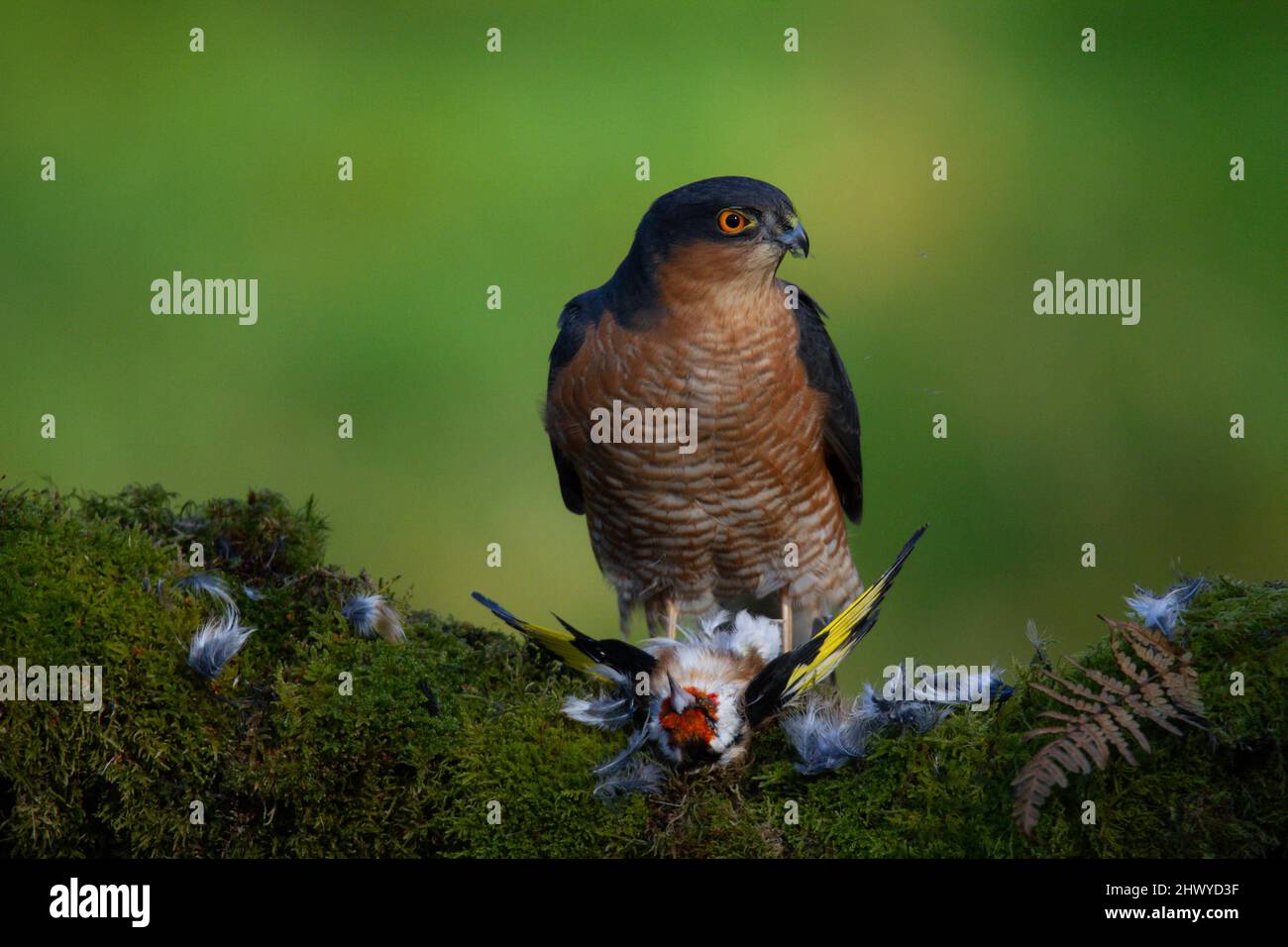 Bird of Prey - Sparrowhawk (Accipiter nisus), also known as the ...