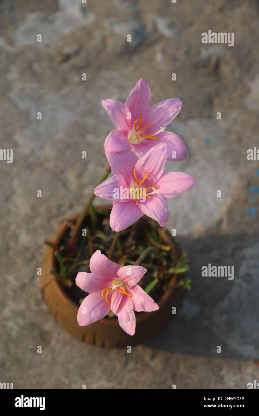 Zephyranthes Grandiflora ,This is one kind of beautiful rain lily  .There are various kind of rain lily grow in Bangladesh and all  beautiful ,lovely. Stock Photo