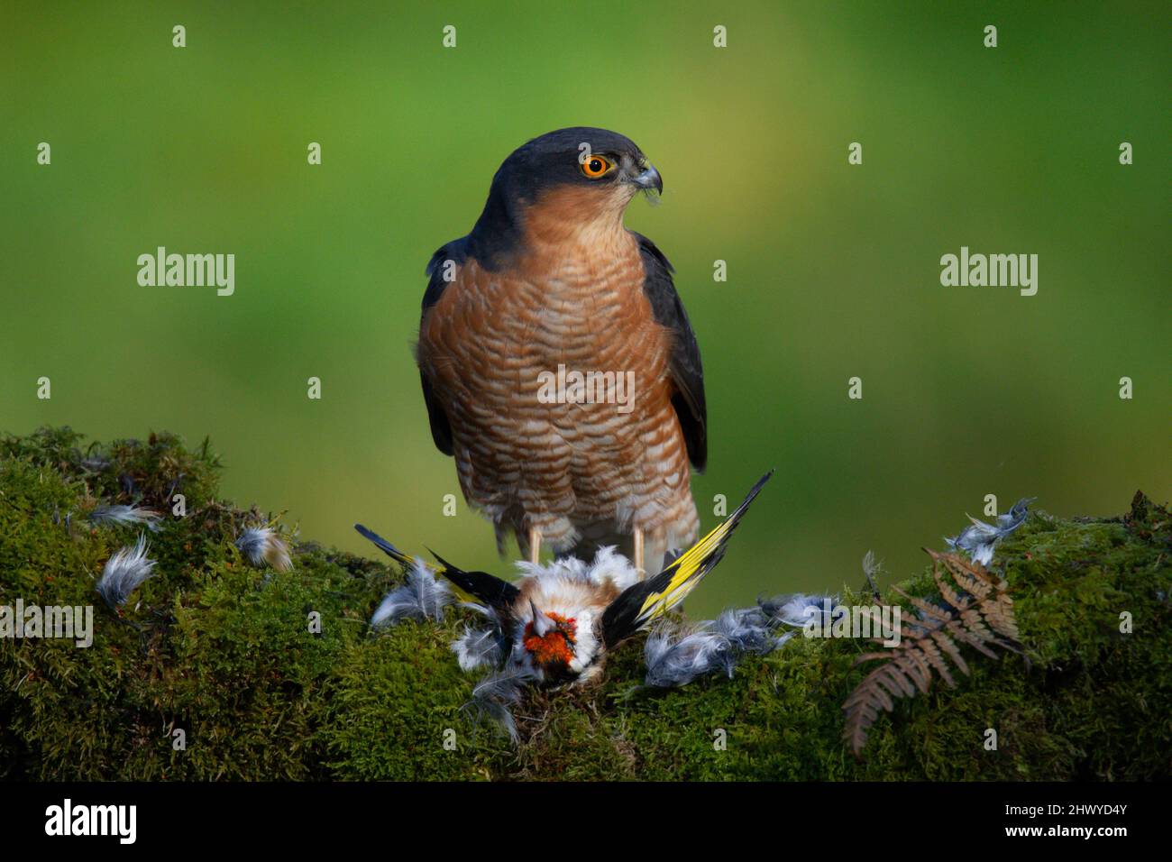 Bird of Prey - Sparrowhawk (Accipiter nisus), also known as the ...