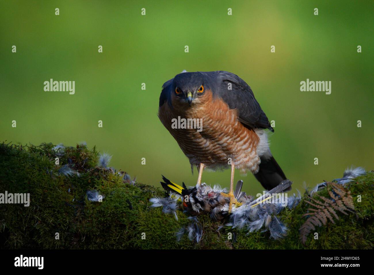Bird of Prey - Sparrowhawk (Accipiter nisus), also known as the ...