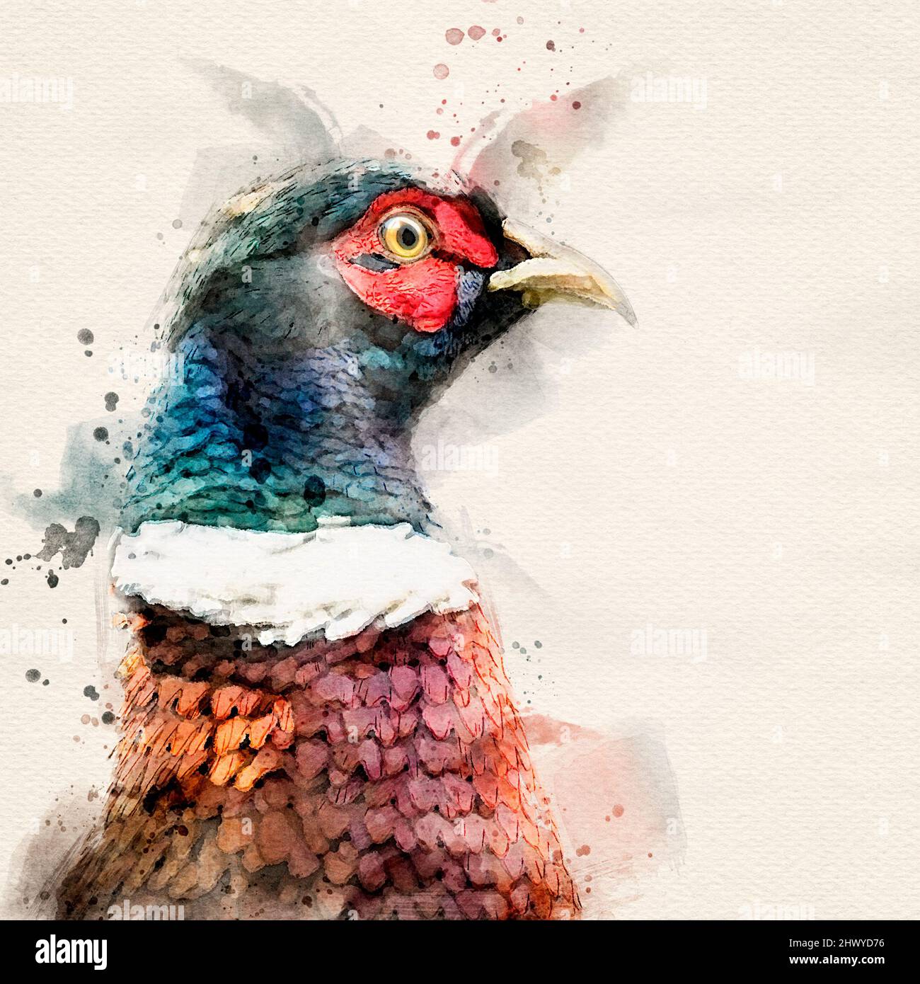 A watercolour effect Pheasant portrait Stock Photo