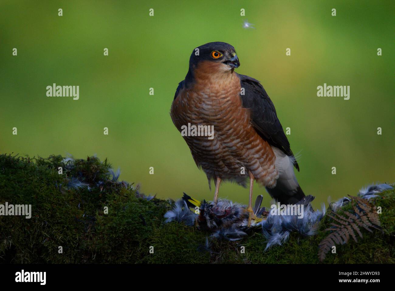Bird of Prey - Sparrowhawk (Accipiter nisus), also known as the ...