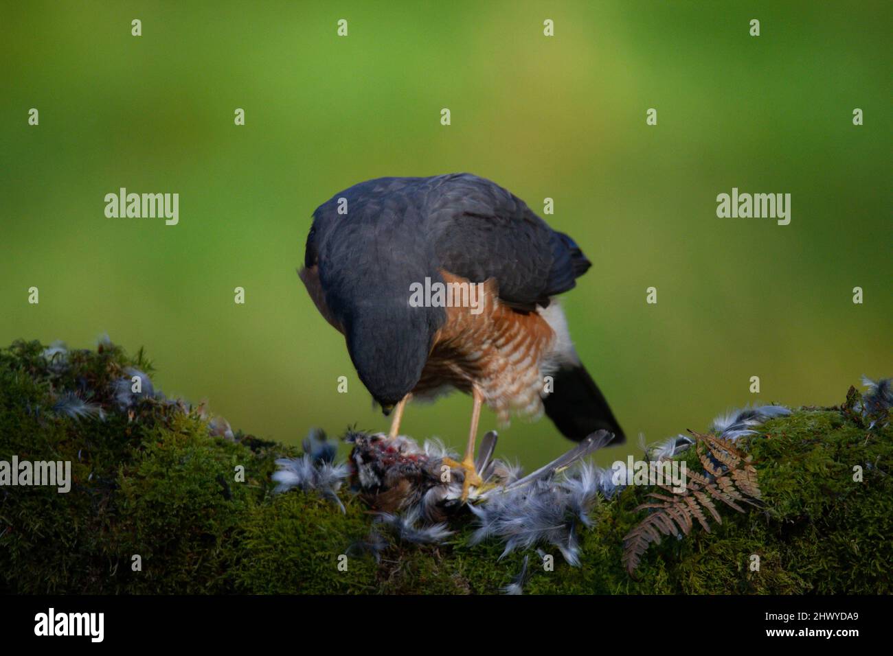 Bird of Prey - Sparrowhawk (Accipiter nisus), also known as the ...