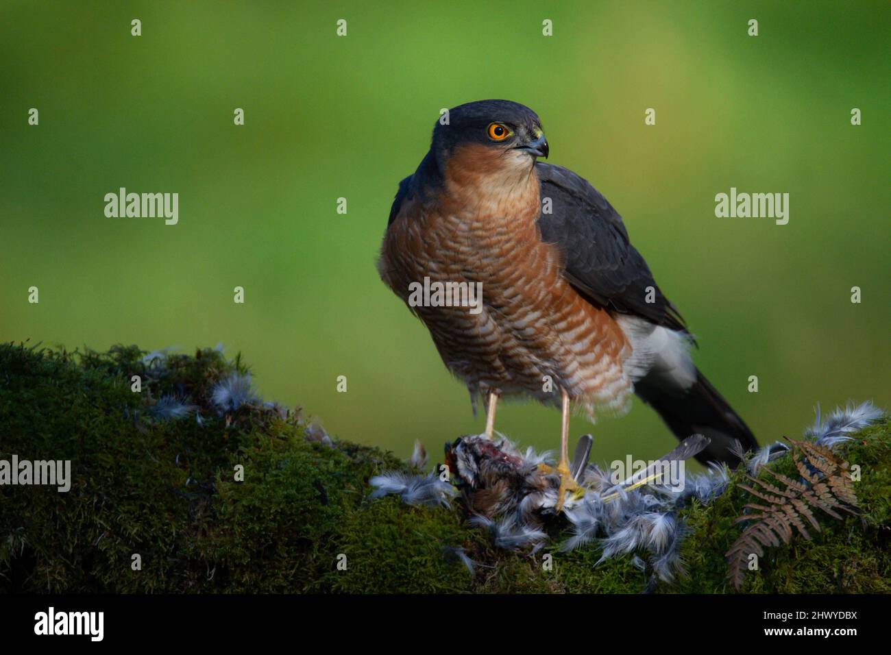 Bird of Prey - Sparrowhawk (Accipiter nisus), also known as the ...