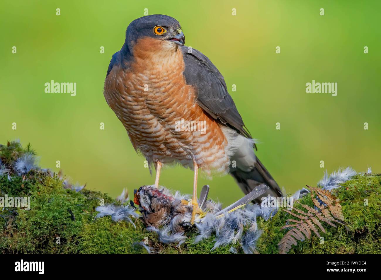 Bird of Prey - Sparrowhawk (Accipiter nisus), also known as the ...