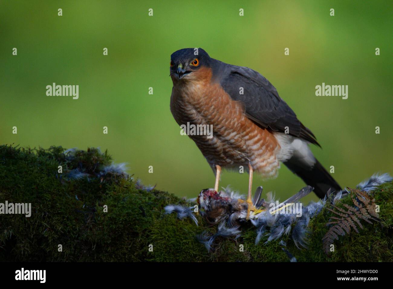 Bird of Prey - Sparrowhawk (Accipiter nisus), also known as the ...