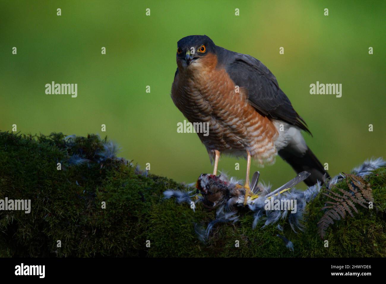 Bird of Prey - Sparrowhawk (Accipiter nisus), also known as the ...