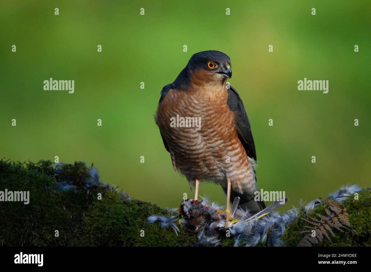 Bird of Prey - Sparrowhawk (Accipiter nisus), also known as the ...