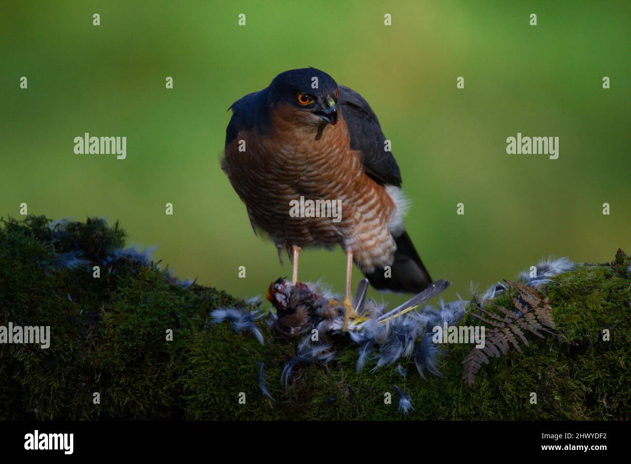 Bird of Prey - Sparrowhawk (Accipiter nisus), also known as the ...