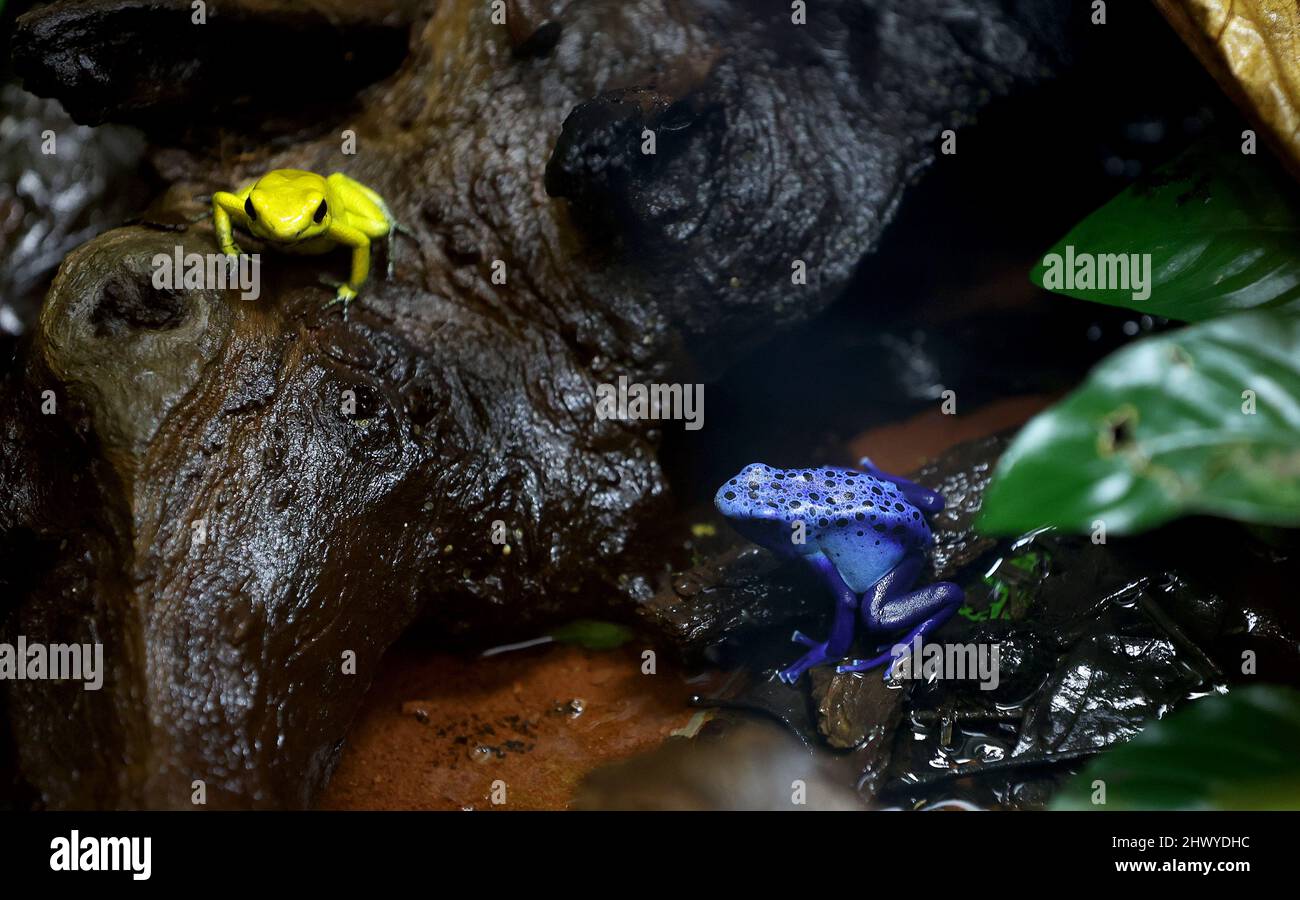 Magdeburg, Germany. 08th Mar, 2022. A poison dart frog (Phyllobates  terribilis, l) and a dyer frog (Dendrobates tinctorius) sit in a terrarium  in the Gruson greenhouses. The Gruson greenhouses, which were renovated