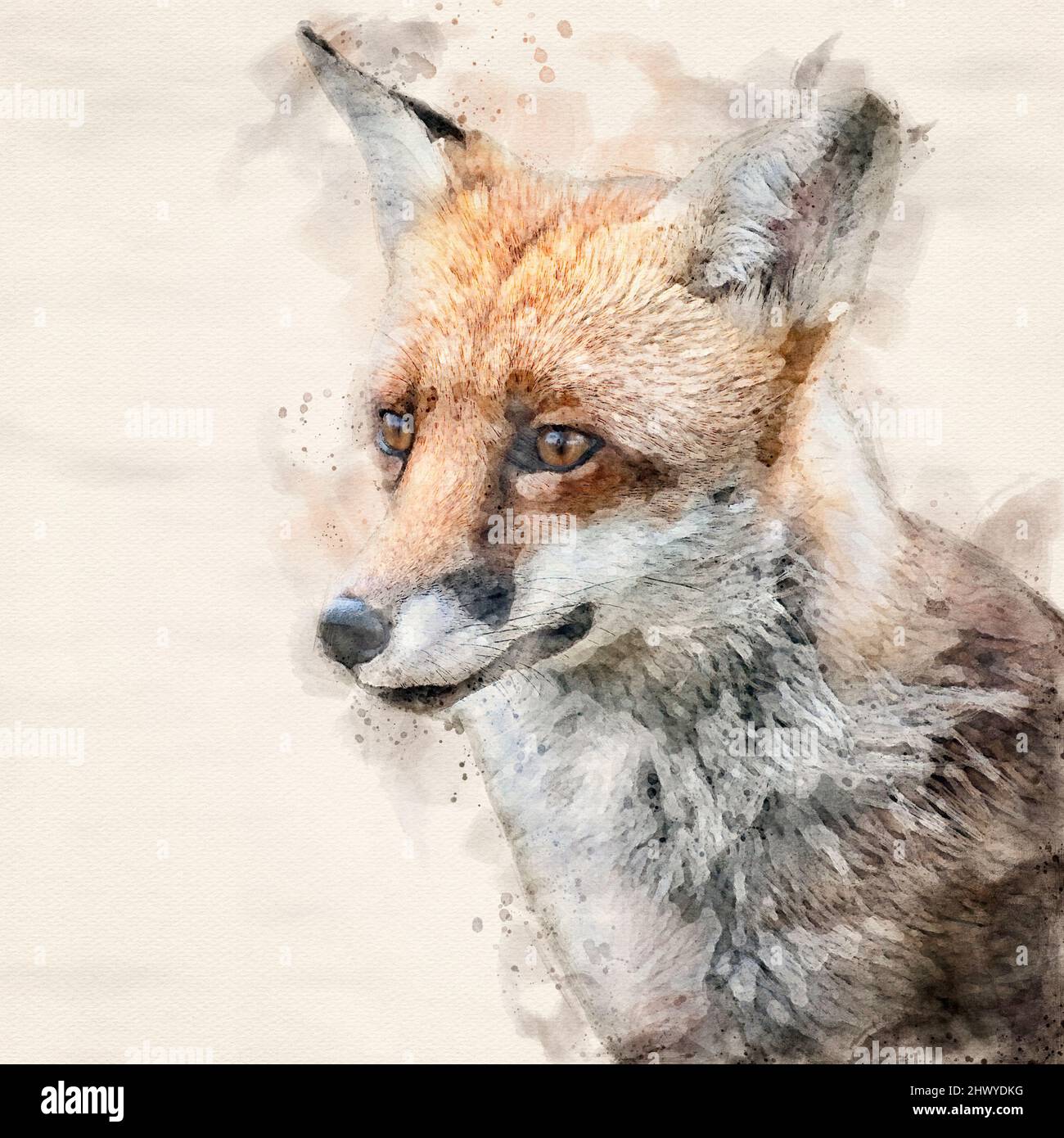 A watercolour effect Red Fox portrait Stock Photo