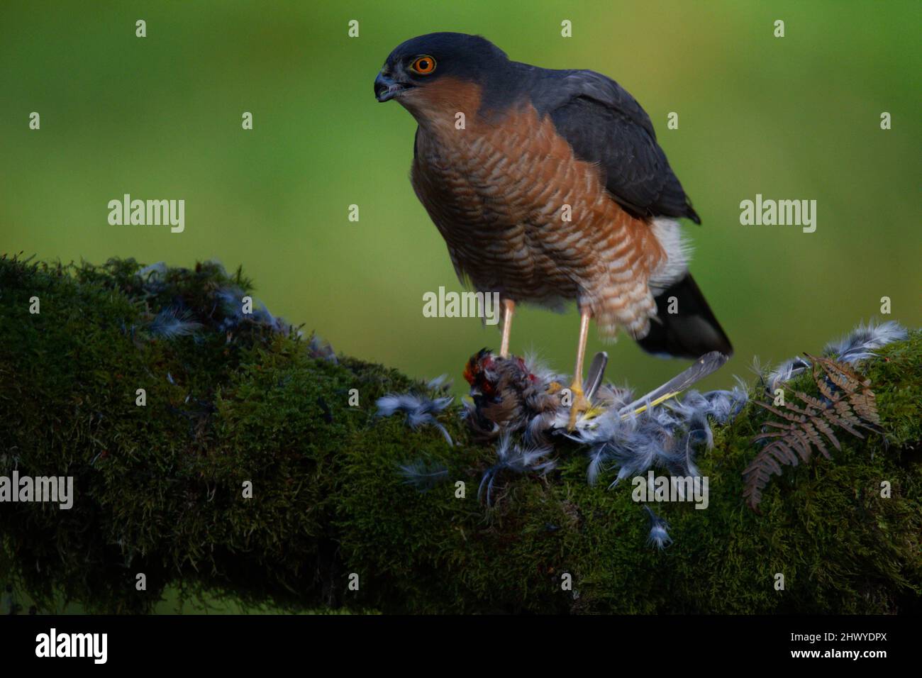 Bird of Prey - Sparrowhawk (Accipiter nisus), also known as the ...