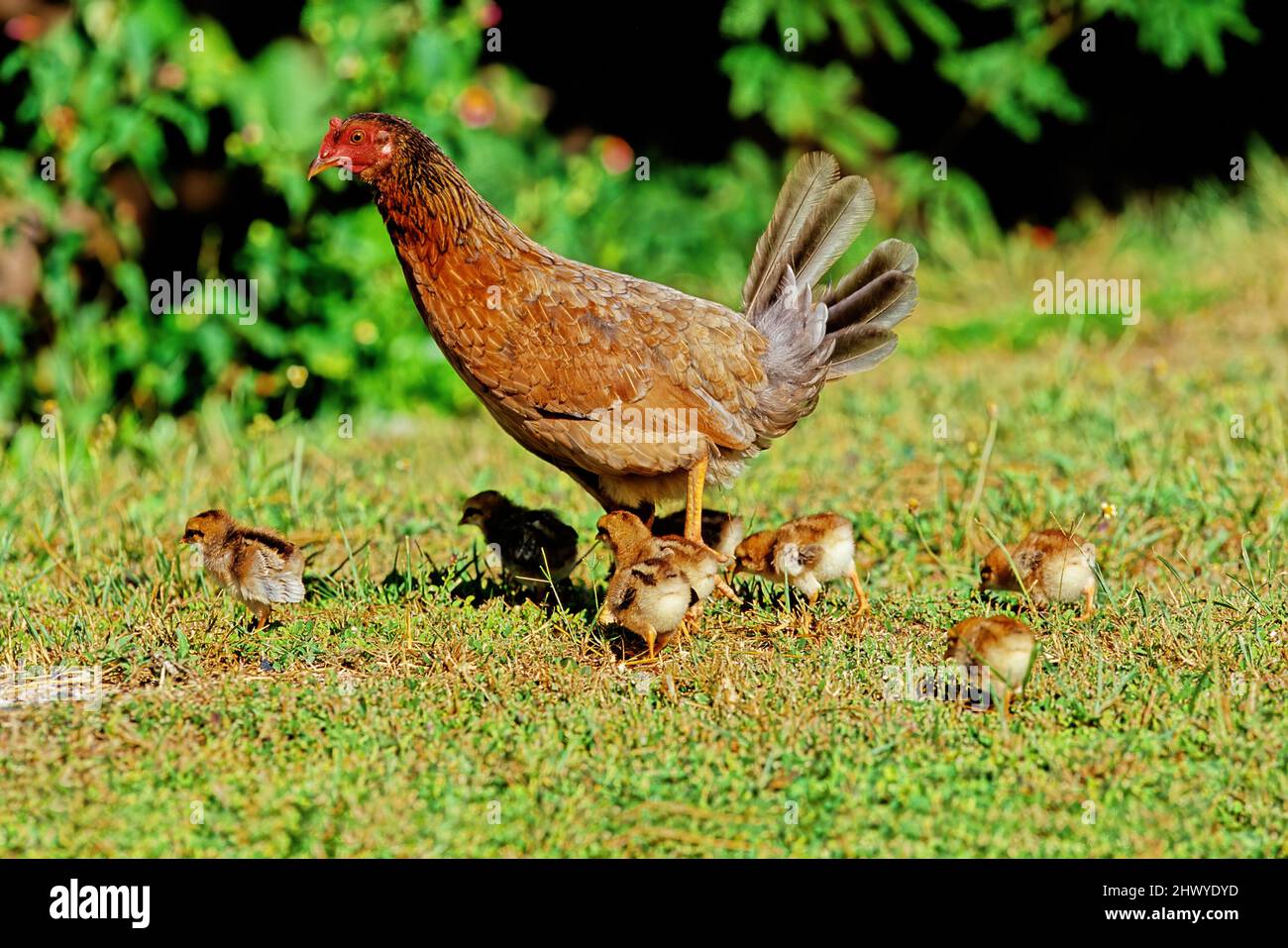 The chicken (Gallus domesticus) is a domesticated bird, with attributes