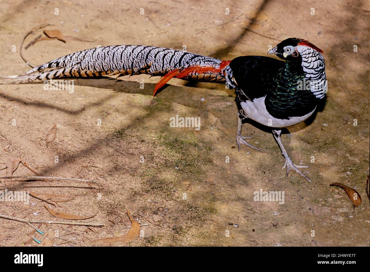 Lady Amherst's pheasant (Chrysolophus amherstiae) is a bird of the order Galliformes and the family Phasianidae. Stock Photo