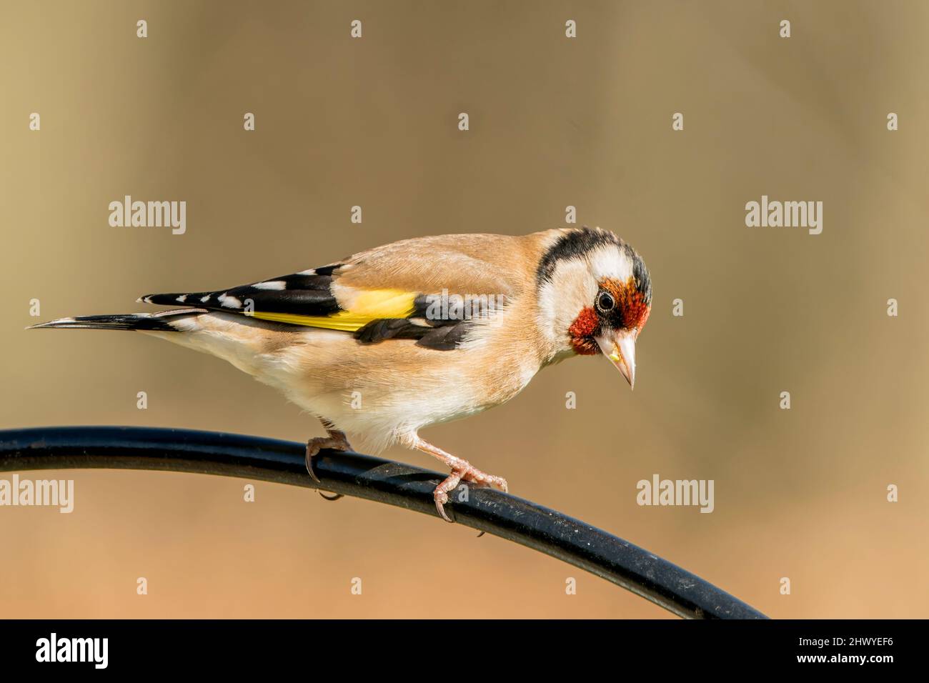 European goldfinch, Carduelis carduelis, single bird perched on man-made garden bird feeder, Norfolk, England, United Kingdom Stock Photo