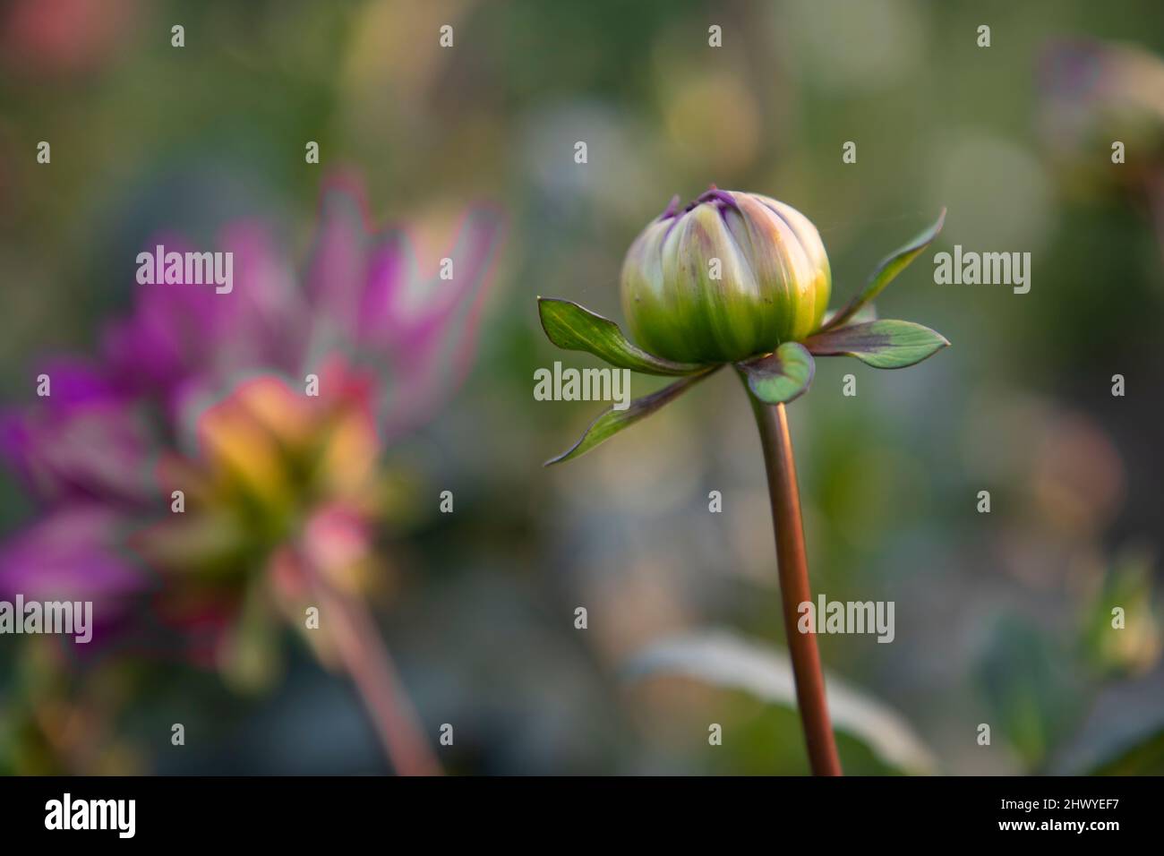 Beautiful Flower Bud with Blurry Background. Spring Dahlia Flower bud natural view. Stock Photo