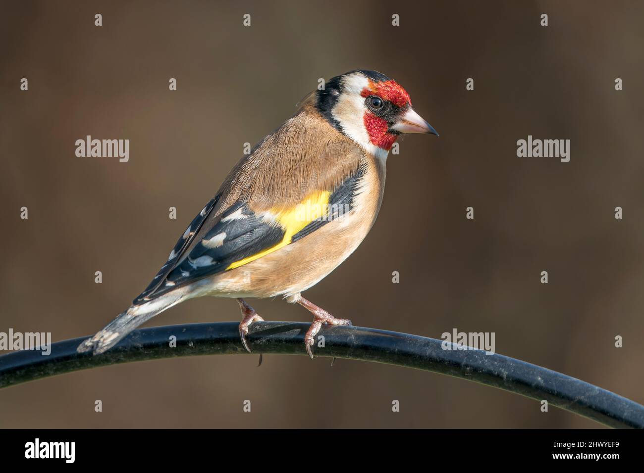 European goldfinch, Carduelis carduelis, single bird perched on man-made garden bird feeder, Norfolk, England, United Kingdom Stock Photo