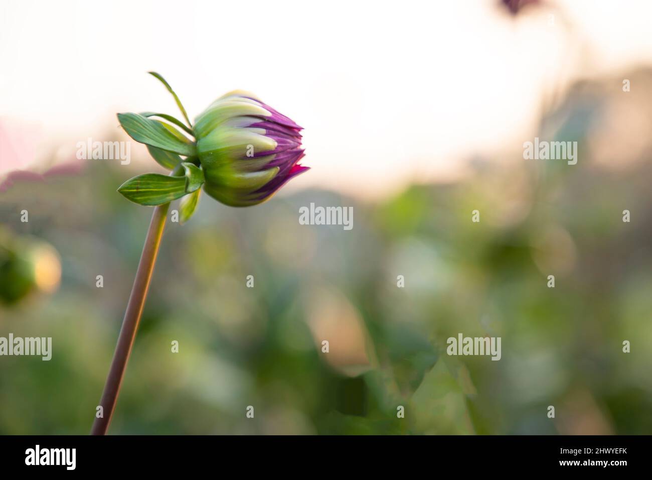 Beautiful Pink Flower Bud with blurry background. Spring dahlia Flower bud natural view Stock Photo