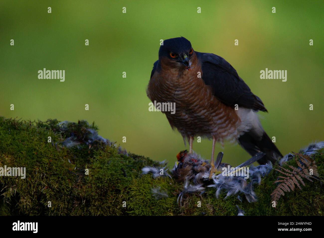 Bird of Prey - Sparrowhawk (Accipiter nisus), also known as the ...