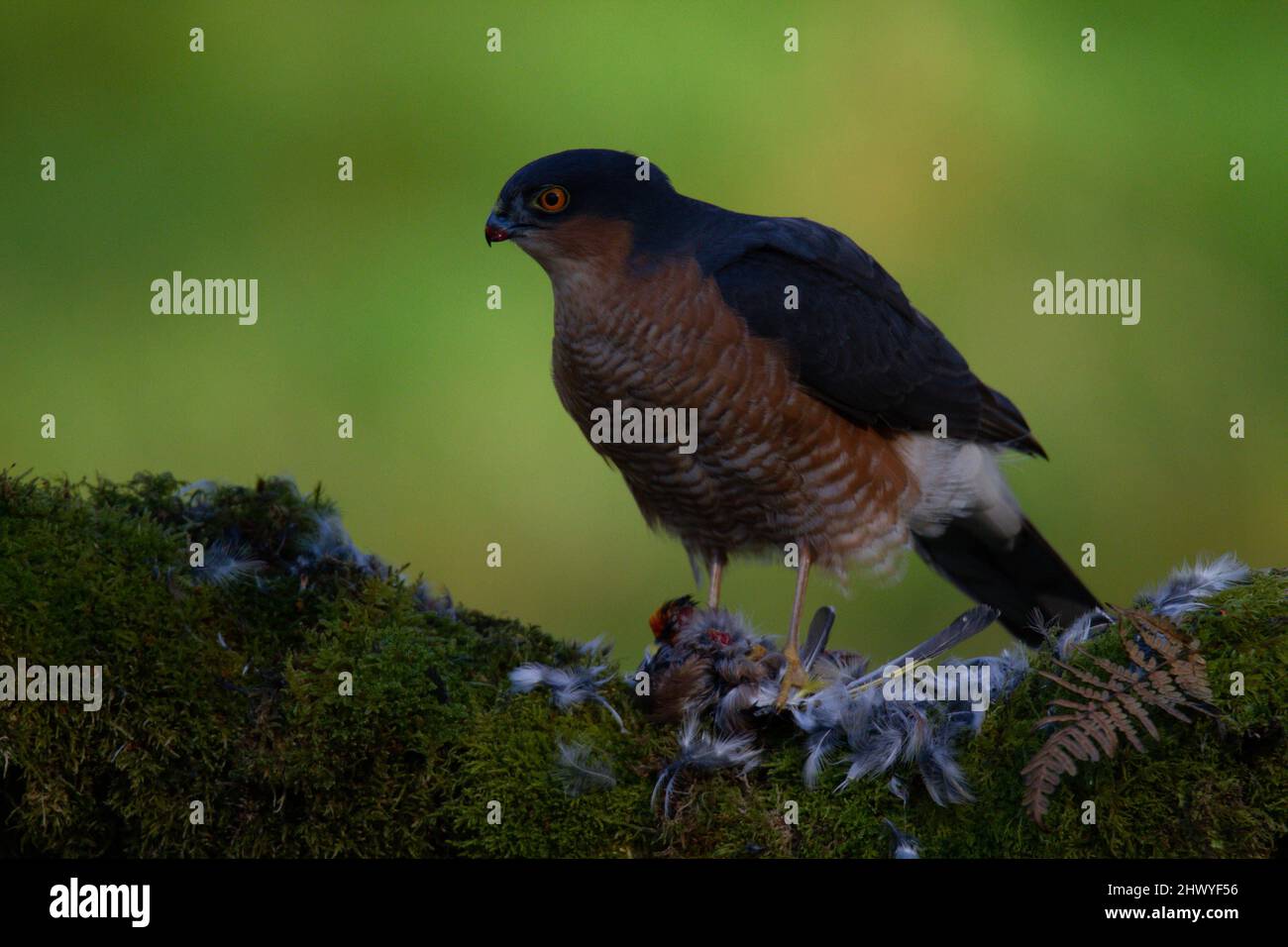 Bird of Prey - Sparrowhawk (Accipiter nisus), also known as the ...