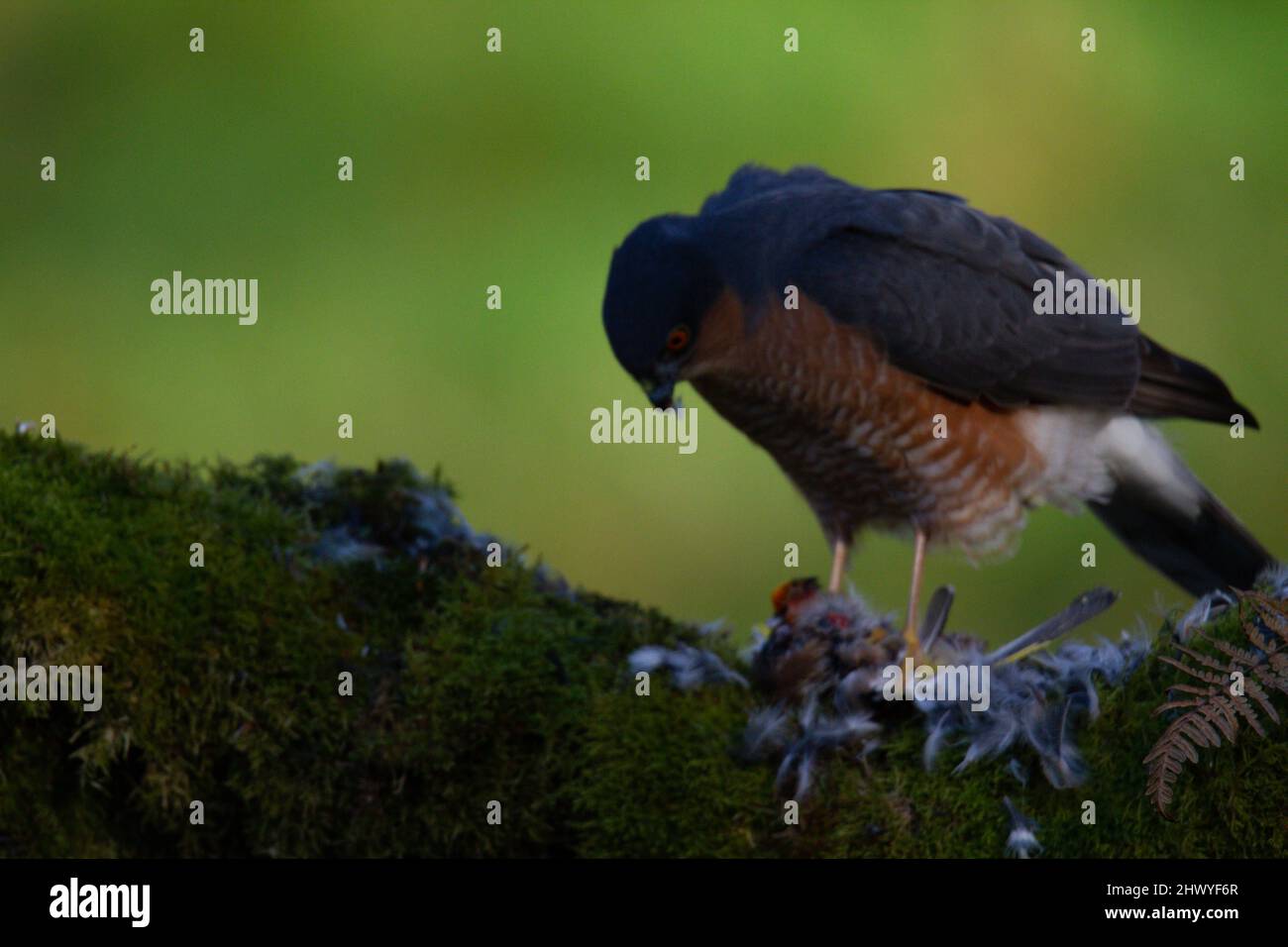 Bird of Prey - Sparrowhawk (Accipiter nisus), also known as the ...