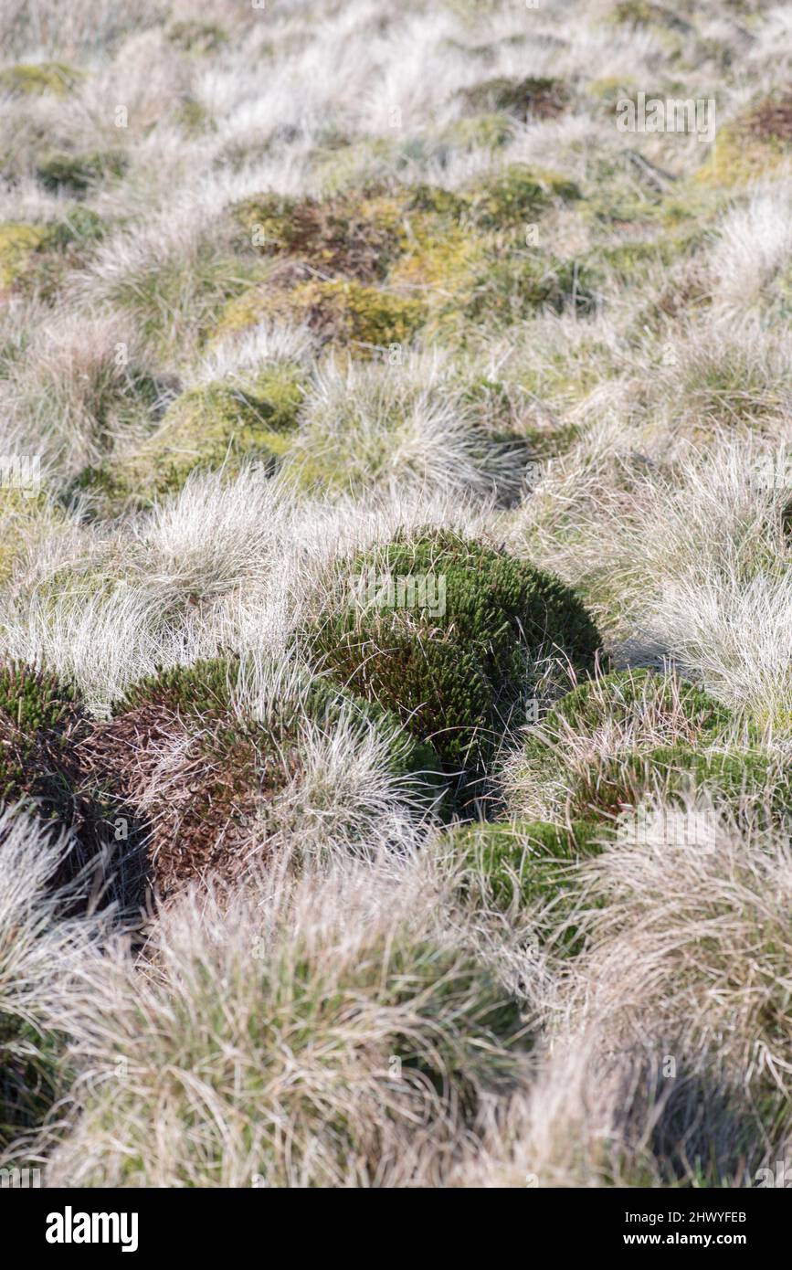 Tufts of moorland grasses & moss creating almost abstract patterns in the boggy moorland area beneath Pen-y-Ghent in North Yorkshire,Yorkshire Dales. Stock Photo