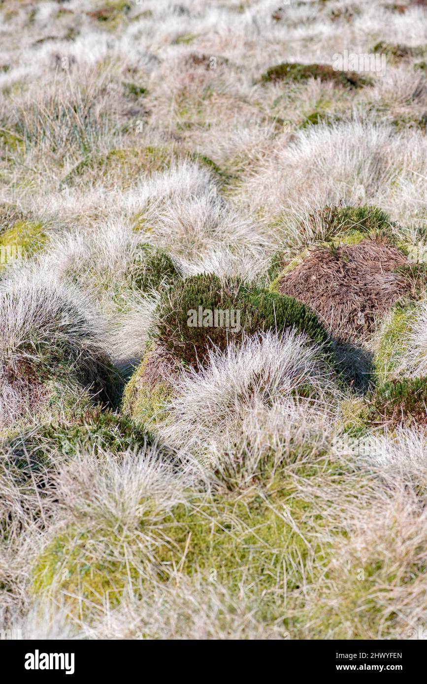 Tufts of moorland grasses & moss creating almost abstract patterns in the boggy moorland area beneath Pen-y-Ghent in North Yorkshire,Yorkshire Dales. Stock Photo