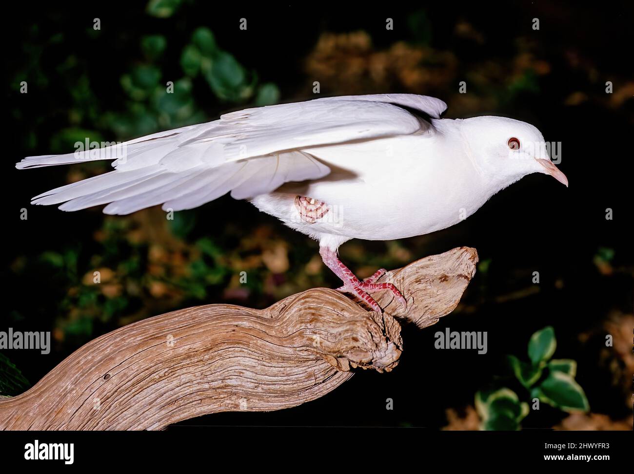A release dove, also called a white pigeon, is usually a domestic rock