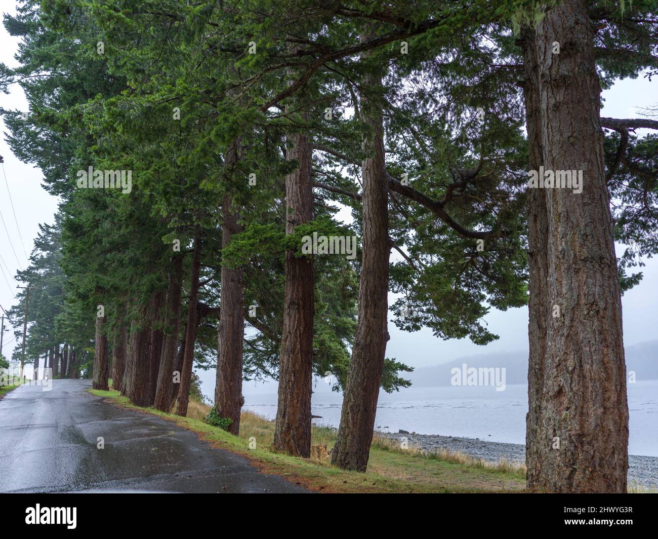 Row of evergreen trees along roadway and shoreline in Village of Alert Bay, Cormorant Island, British Columbia, Vancouver Island, Canada Stock Photo