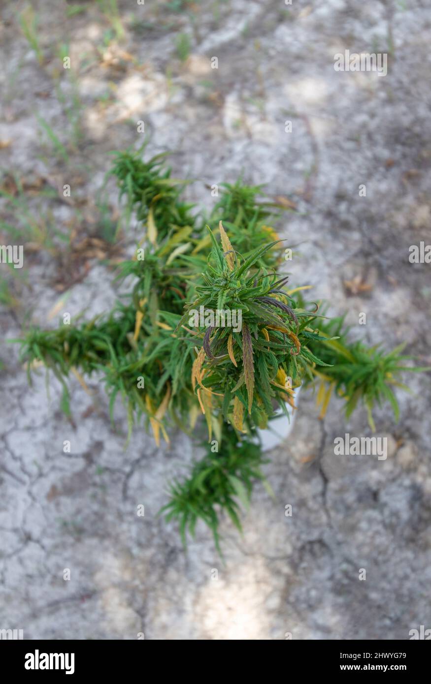 The top of an adult cannabis plant in a pot stands on the ground. View from above. Medium angle in focus Stock Photo