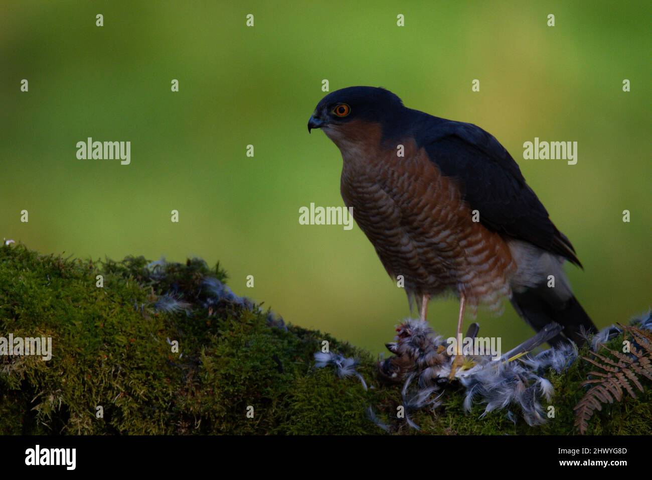 Bird of Prey - Sparrowhawk (Accipiter nisus), also known as the ...