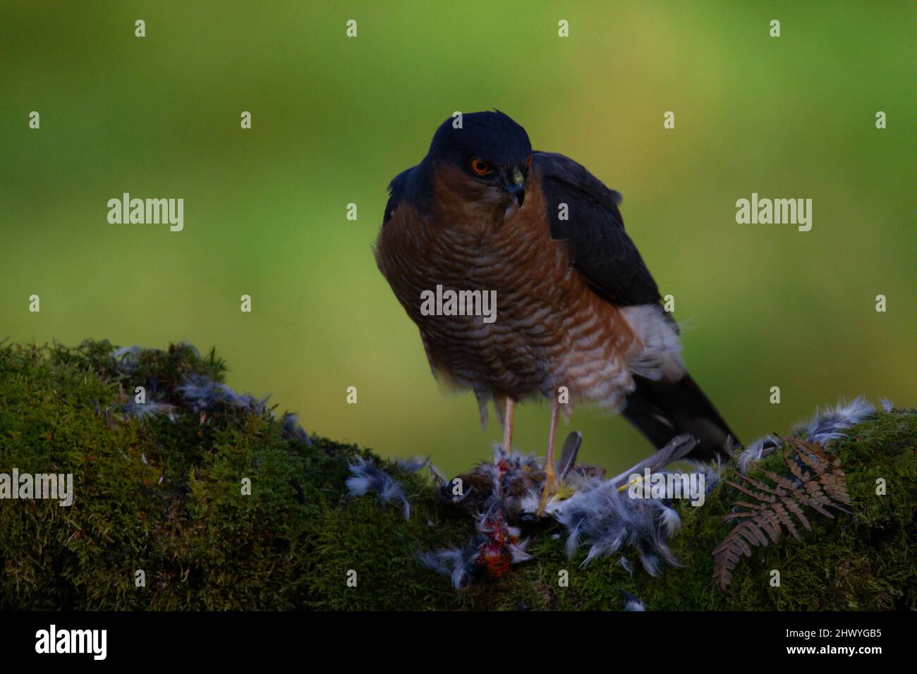 Bird of Prey - Sparrowhawk (Accipiter nisus), also known as the ...