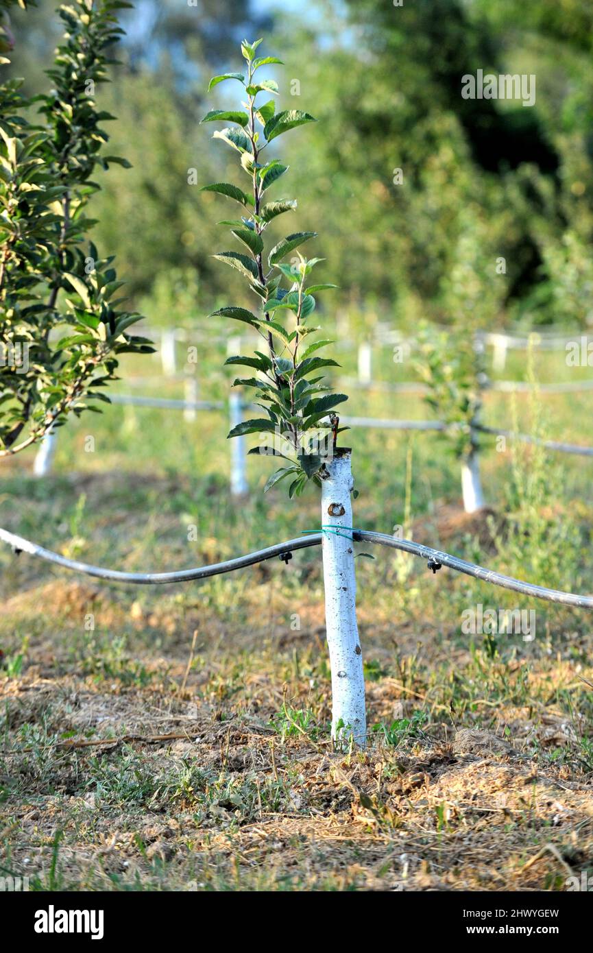Apple orchard with grafted trees protected with bordeaux mixture. Stock Photo
