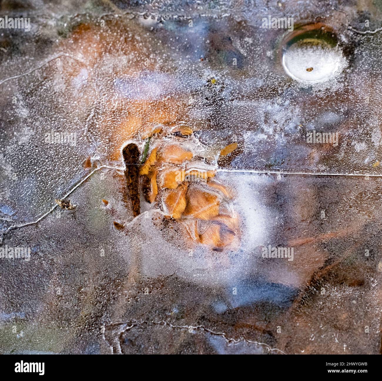 Pine cone frozen in ice in closeup, Kemeri National Park, Latvia Stock Photo