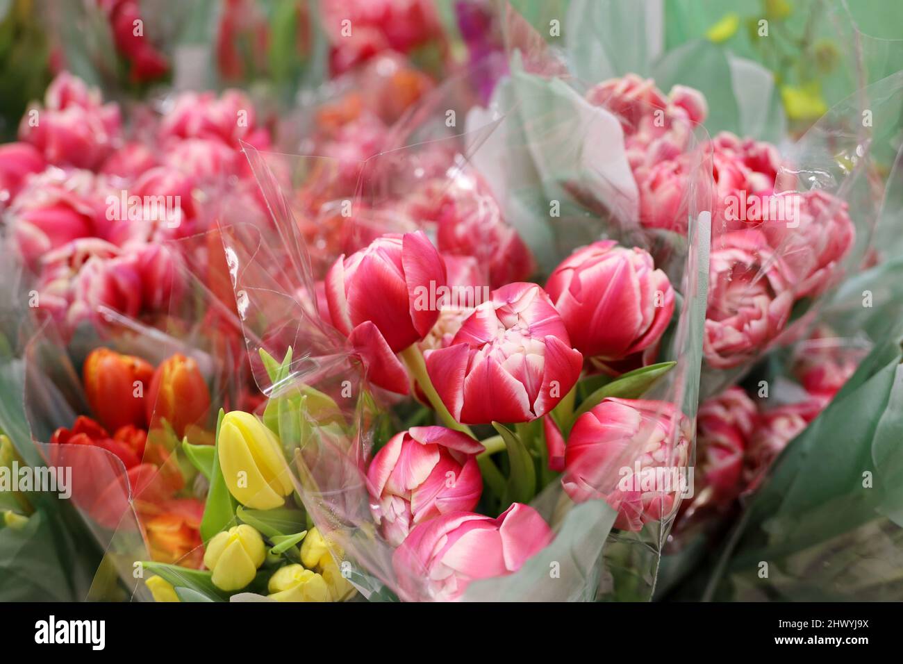 Bouquets of tulip flowers in the shop, sale on March 8 Stock Photo