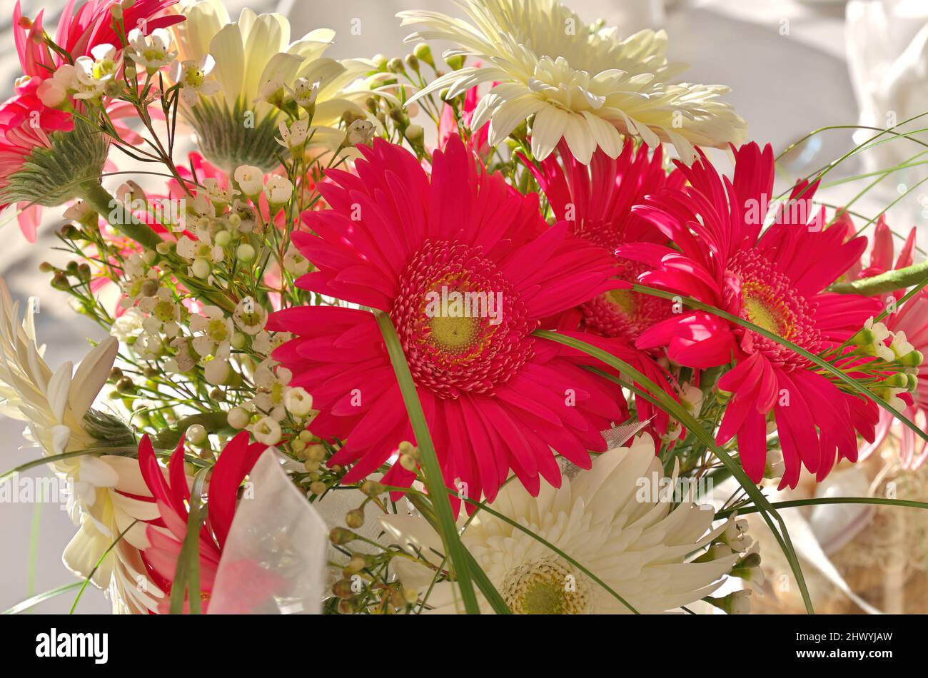 Full Frame Image of Fresh Colorful Bouquet of Pink Fuchsia and White Gerber Daisies Stock Photo